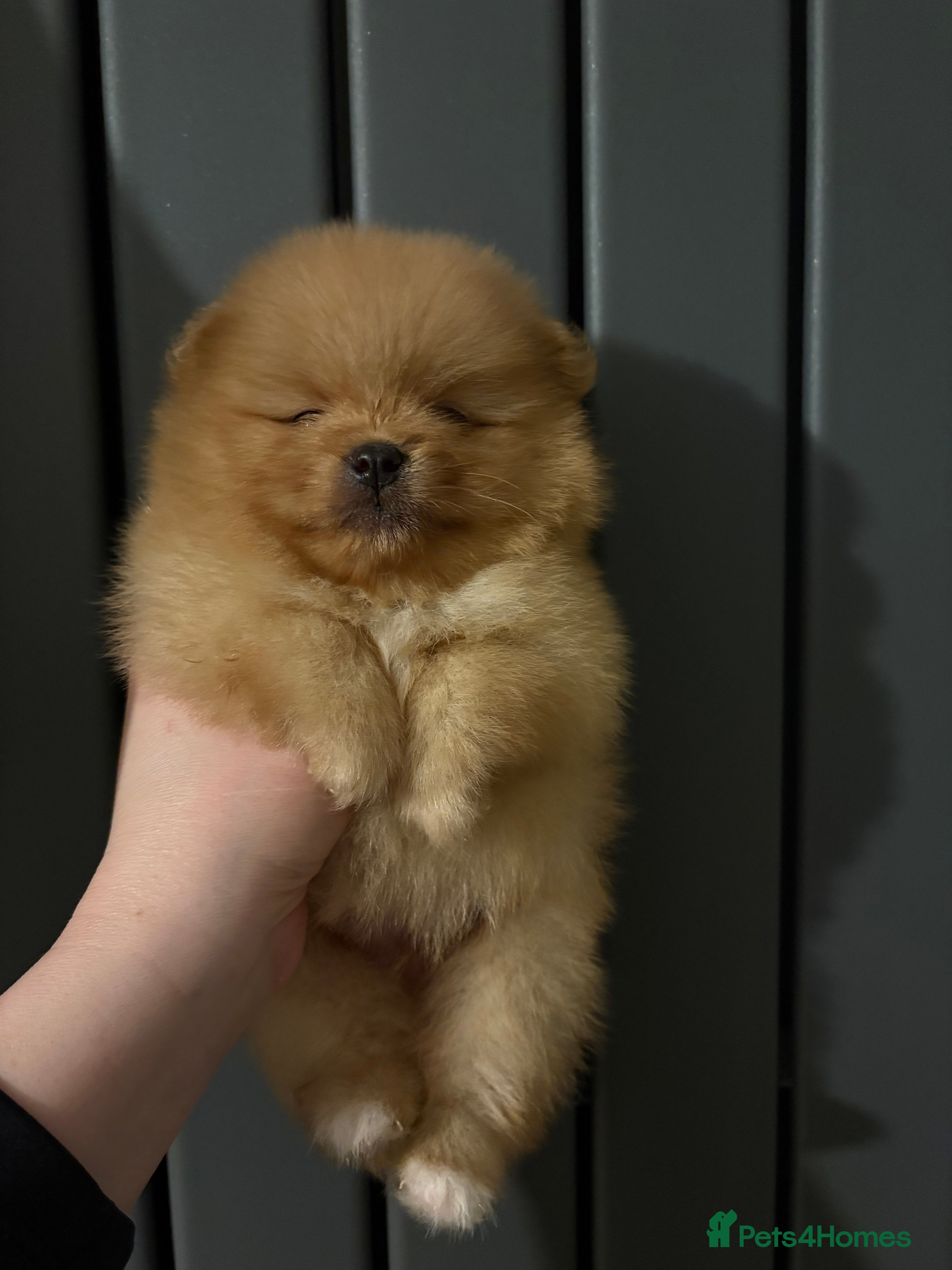 Pomeranian dogs Show quality potential puppies  - Advert 4