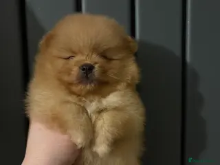 Pomeranian dogs Show quality potential puppies - Advert 4