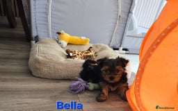Yorkshire Terrier dogs for sale: Miniature Yorkshire Terrier Puppies - Image 18