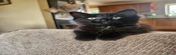 Mixed Breed cats for sale: 3 Beautiful Kittens for sale - Advert 6