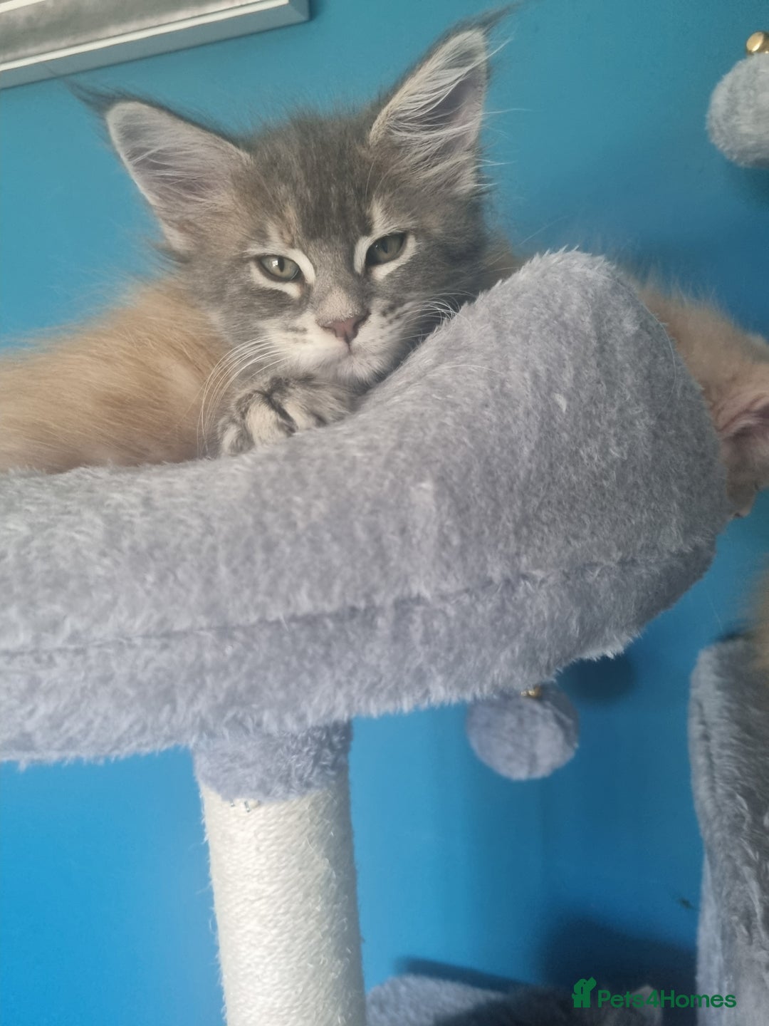 Maine Coon cats for sale: Beautiful fluffy Maine Coon Kittens - Image 6