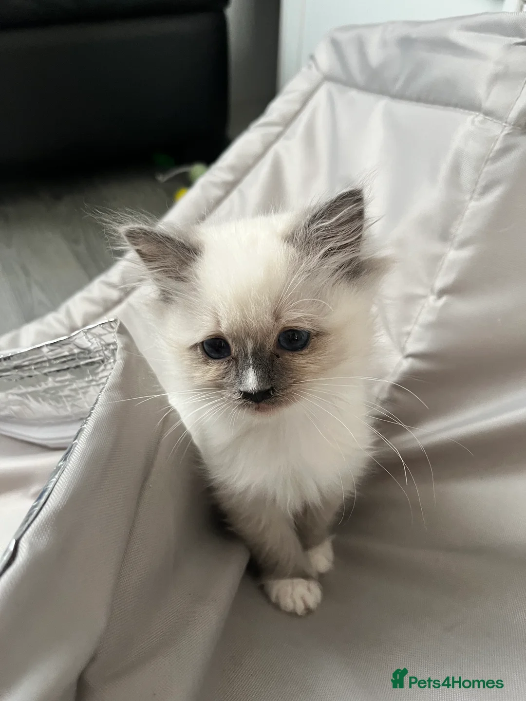 Ragdoll cats for sale: Blue mitted female ragdoll kitten  - Advert 5
