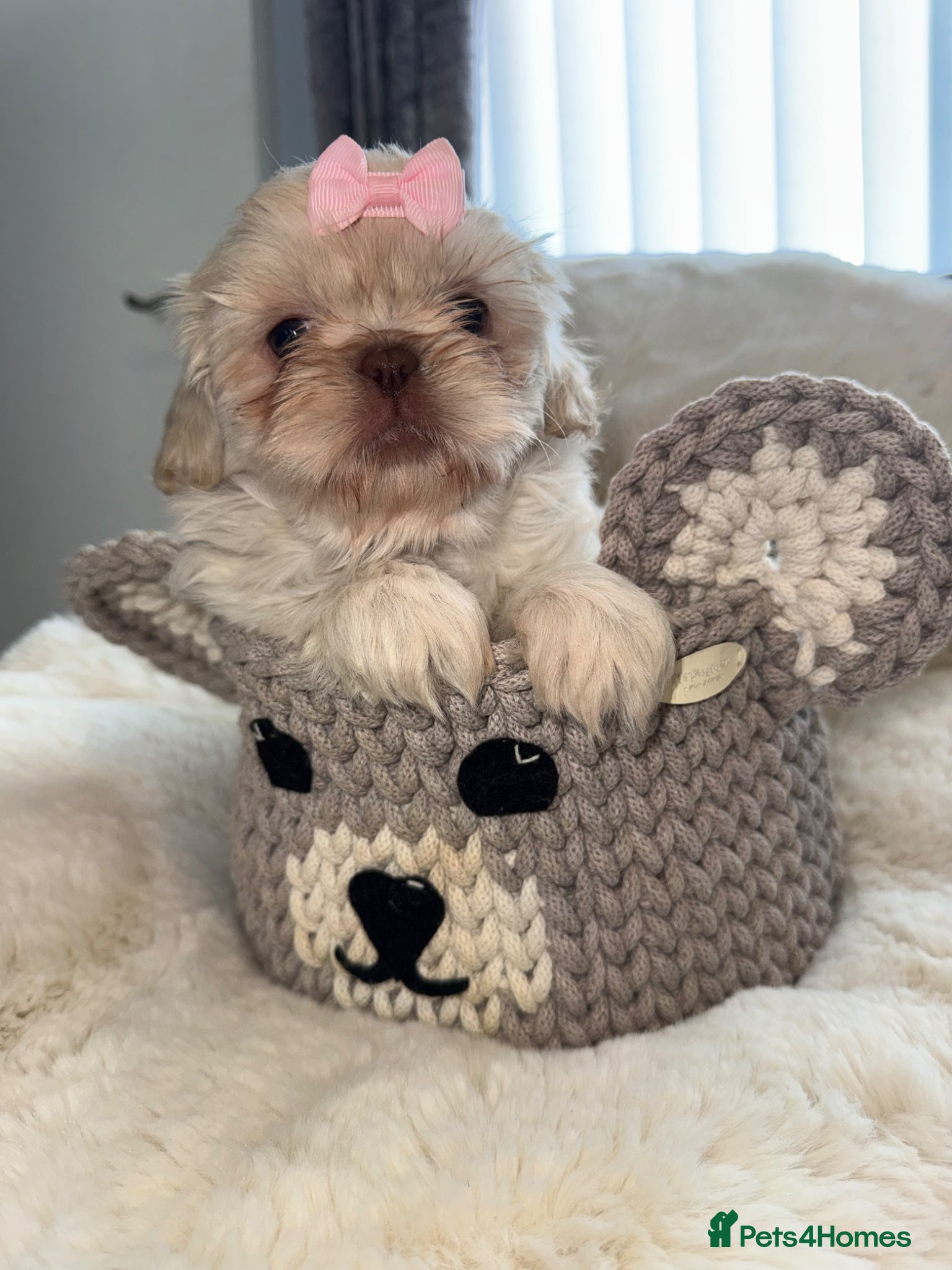 Shih Tzu dogs Imperial shin tzu - Advert 10