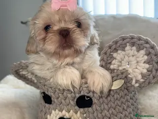 Shih Tzu dogs Imperial shin tzu - Advert 10