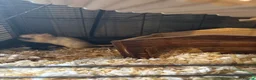 Rat rodents for sale: Two female rats and complete set up  in Leicester - Advert 8