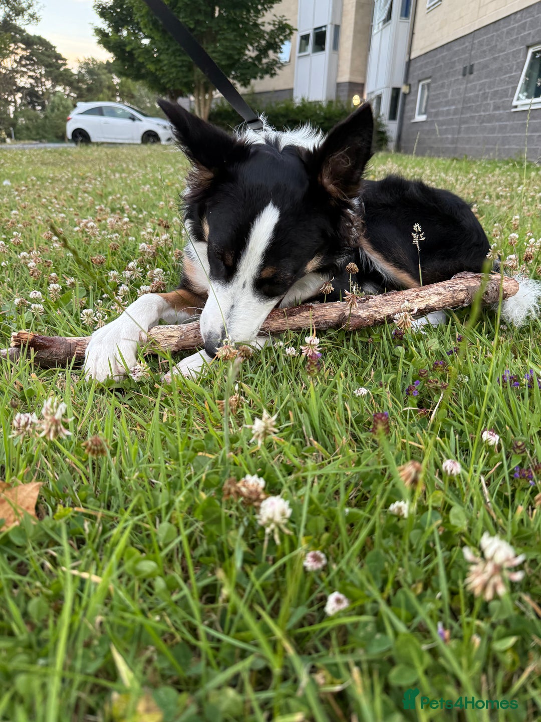 Border Collie dogs for sale: 7 Month Old Border Collie - Image 5