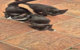 Mixed Breed cats for sale: Kitten - Image 3