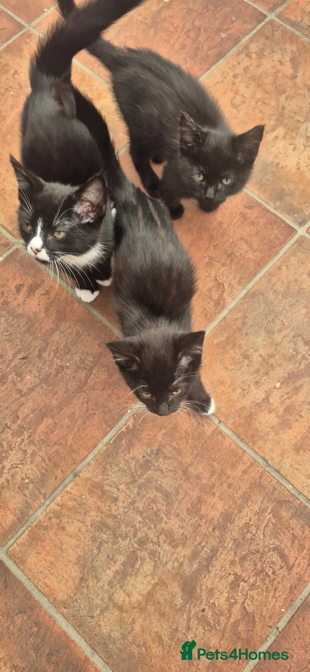 Mixed Breed cats for sale: Kitten - Image 3