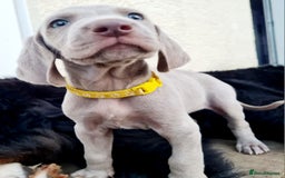 Weimaraner dogs for sale: KC reg Weimaraner pups - Image 10