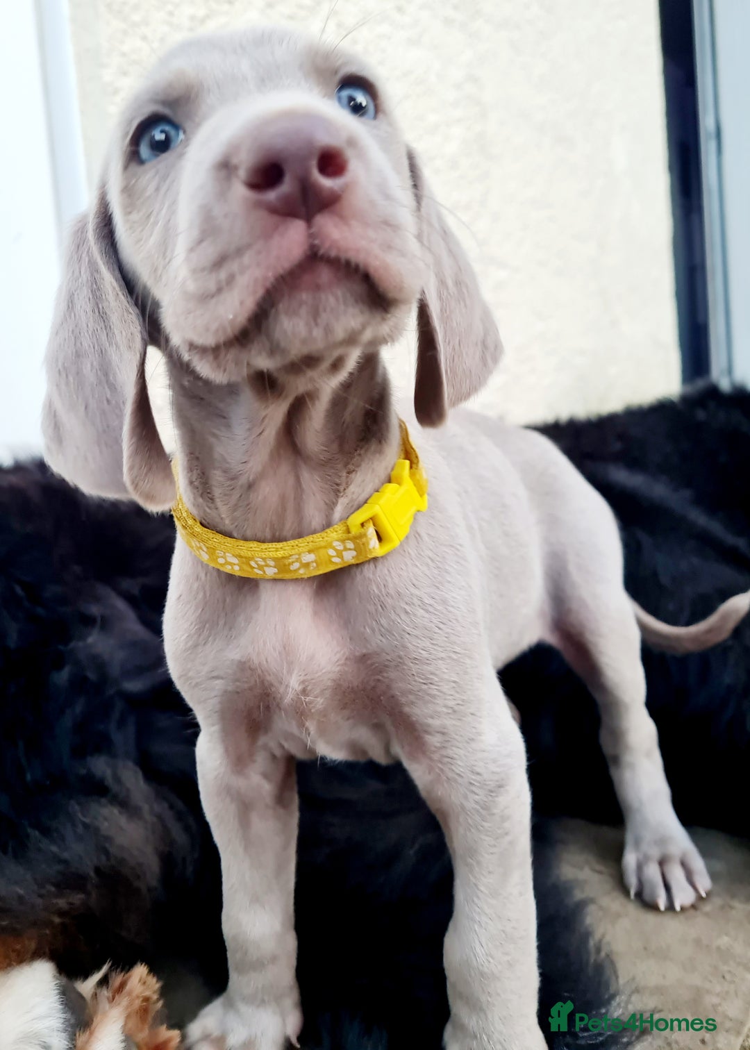Weimaraner dogs for sale: KC reg Weimaraner pups - Image 10