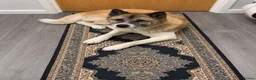 Akita dogs for sale: Akita female for sale  - Advert 2