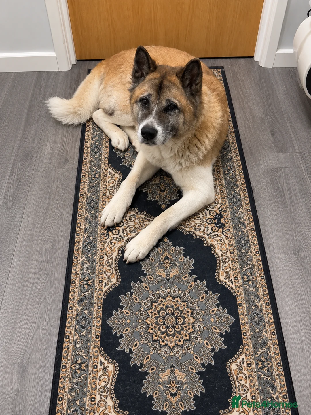 Akita dogs for sale: Akita female for sale  - Advert 2