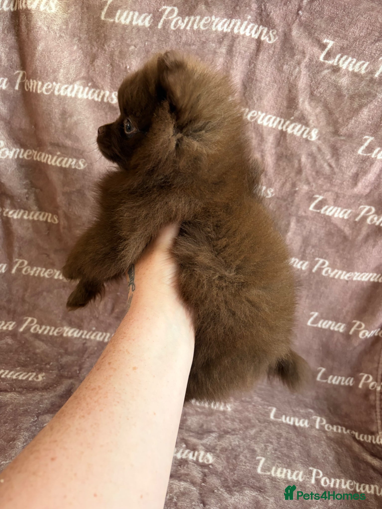 Pomeranian dogs  READY NOW! KC✨DNA 100% POM!🧬HEALTH TESTED!🧬 - Advert 19