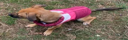 Mixed Breed dogs for adoption: Meet COOKIE, a Lovely Puppy Girl for a Loving Home in Coventry - Advert 39