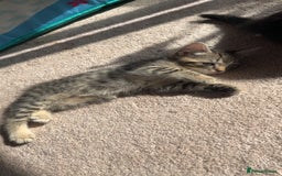 Mixed Breed cats for sale: Male & female kittens - Image 8