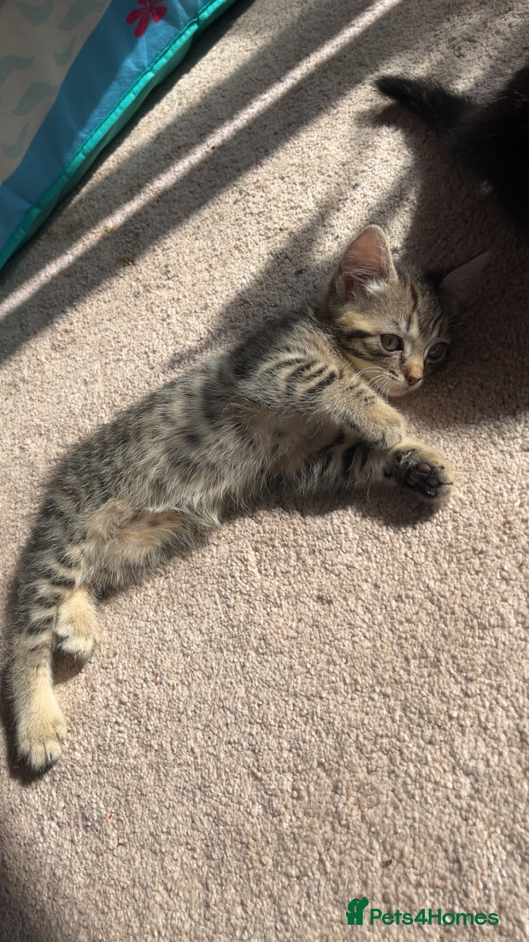 Mixed Breed cats for sale: Male & female kittens - Image 8