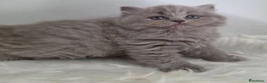 British Shorthair 1