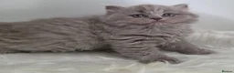 British Shorthair cats for sale: Exceptional GCCF 🏆 British longhair female  - Advert 3