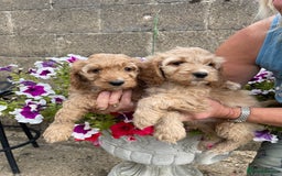 Cockapoo dogs for sale: QUALITY SMALL COCKERPOOS. - Image 17