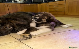 Mixed Breed dogs for sale: F1 Caucasian shepherd X American Akita  - Image 7