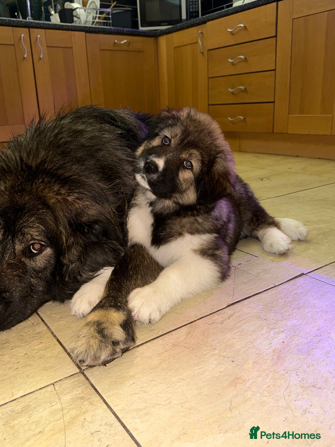 Mixed Breed dogs for sale: F1 Caucasian shepherd X American Akita  - Image 7