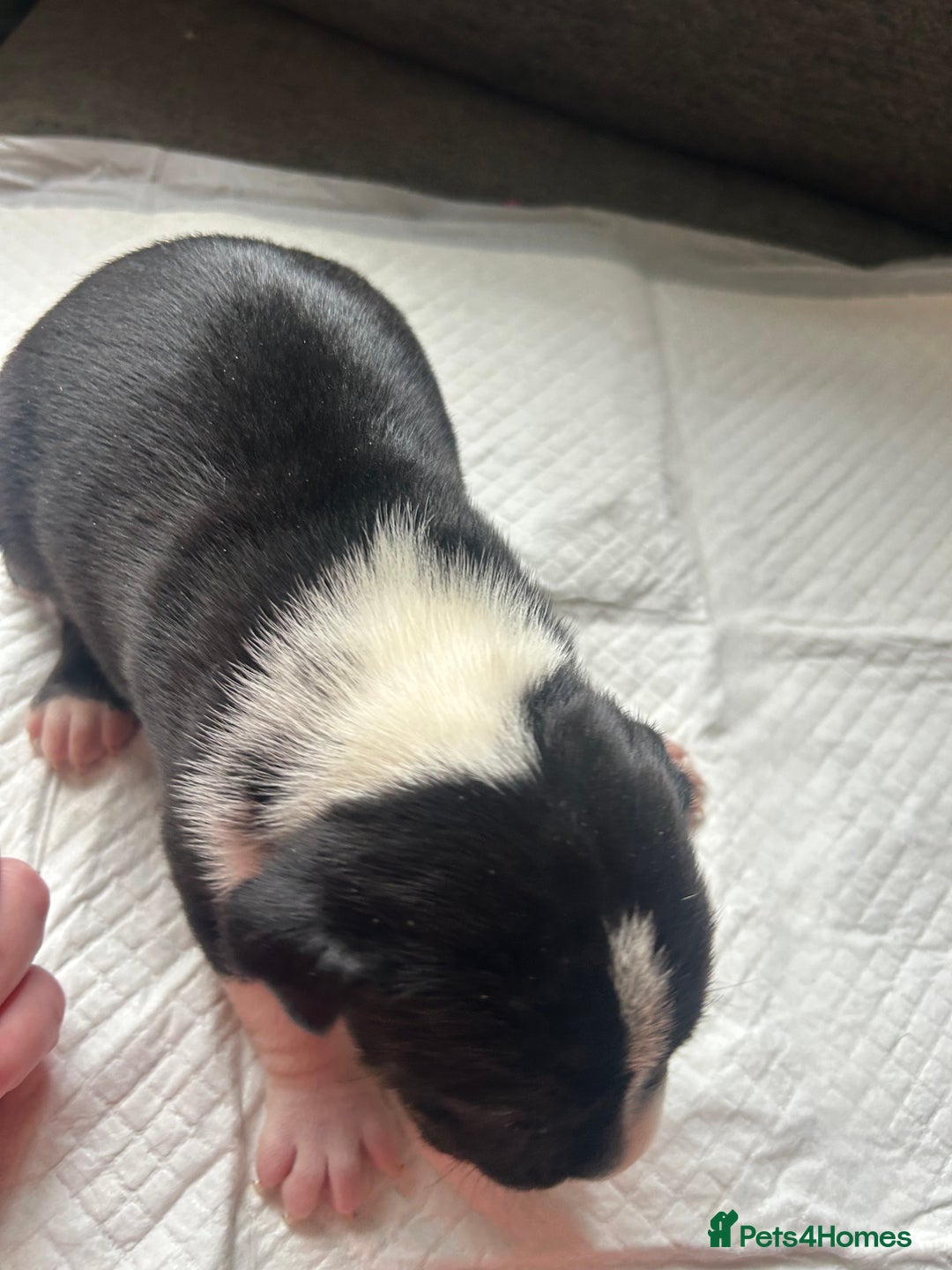 Mixed Breed dogs for sale: 🐾 11 Adorable Puppies From an Accidental Litter - Advert 9