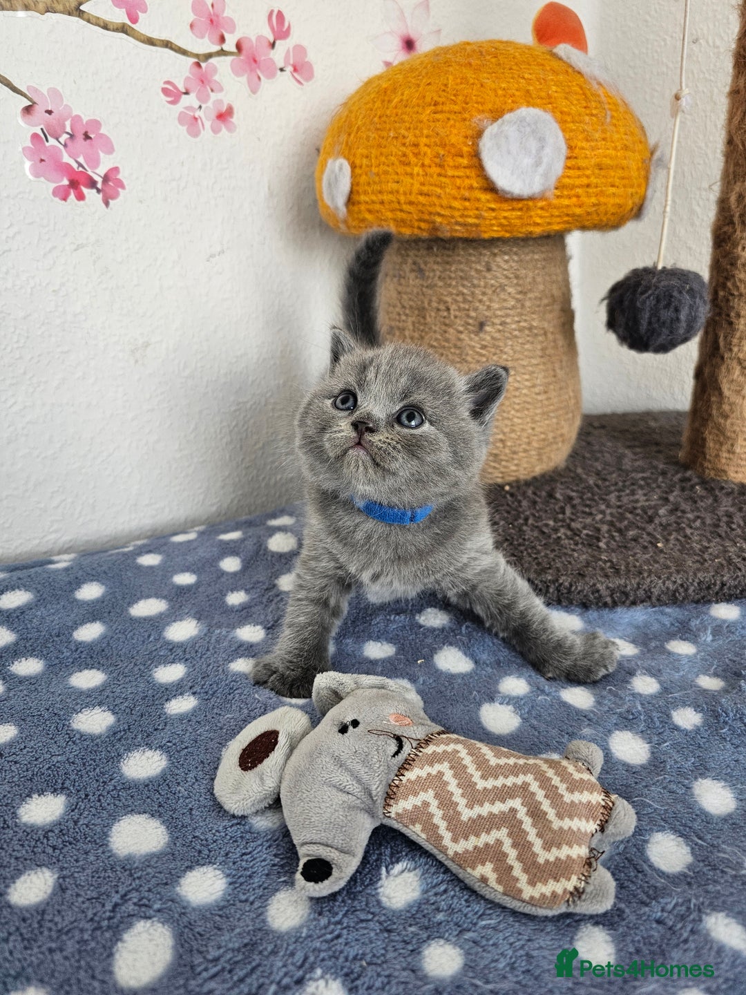 British Shorthair cats for sale: Gccf British Shorthair kittens  - Image 13