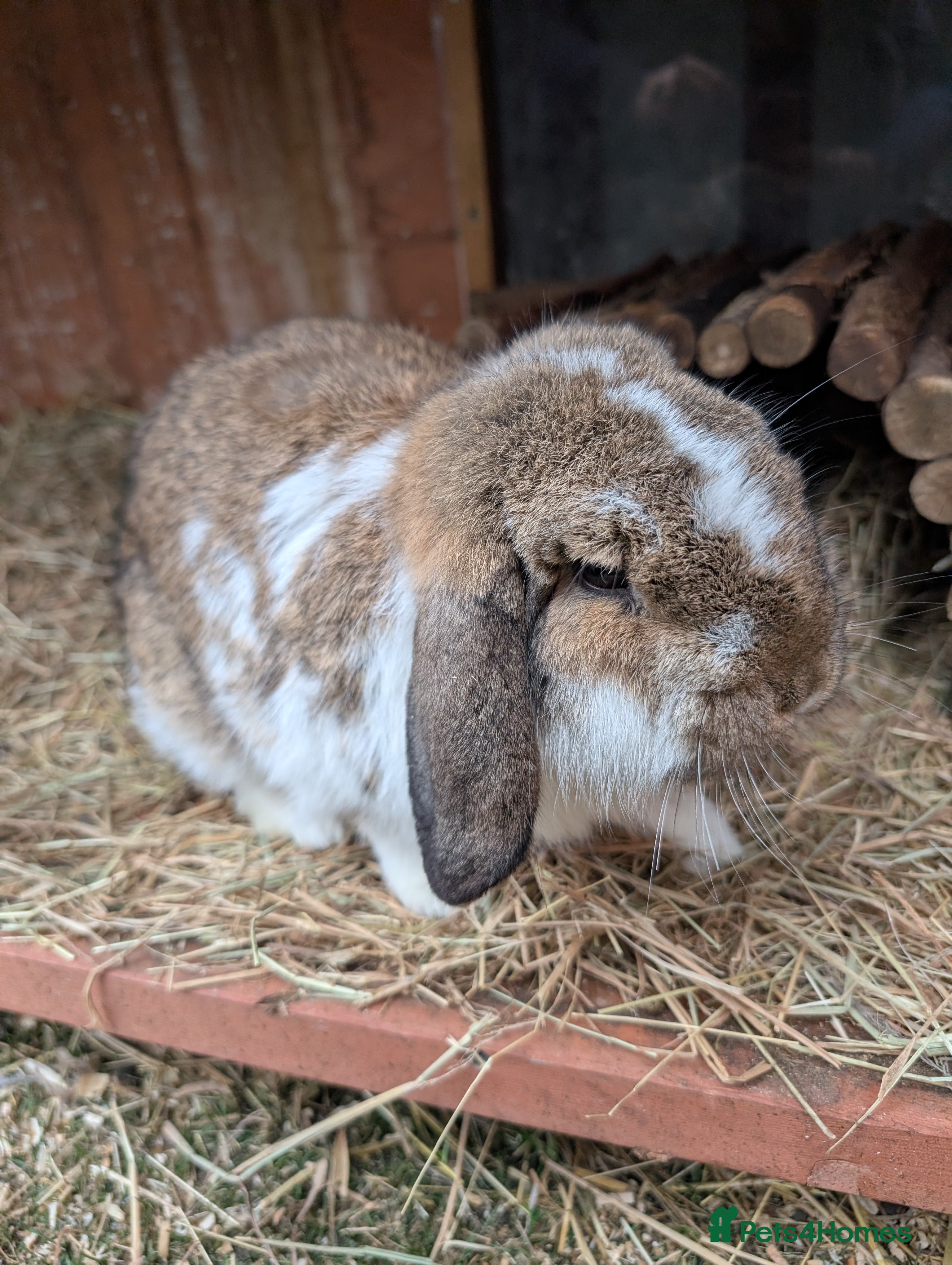 Rex rabbits 6month old Mini lop buck - Advert 2