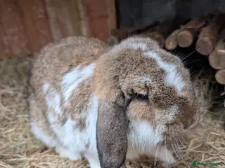 Rex rabbits 6month old Mini lop buck - Advert 2