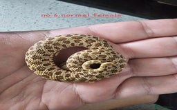 Snake reptiles for sale: Western Hognose Snakes Adults&Hatchlings - Image 16