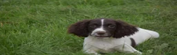 English Springer Spaniel dogs for sale: Working English springer spaniels  - Advert 26