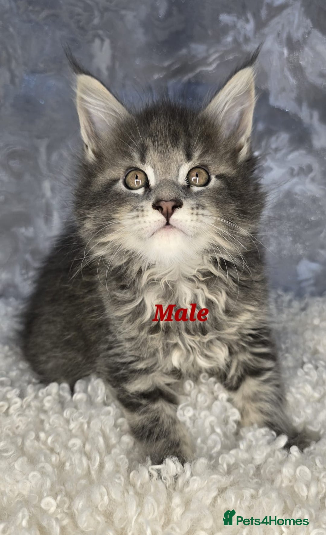Maine Coon cats for sale: TICA KING SIZE MAINE COON CUBS - Advert 14
