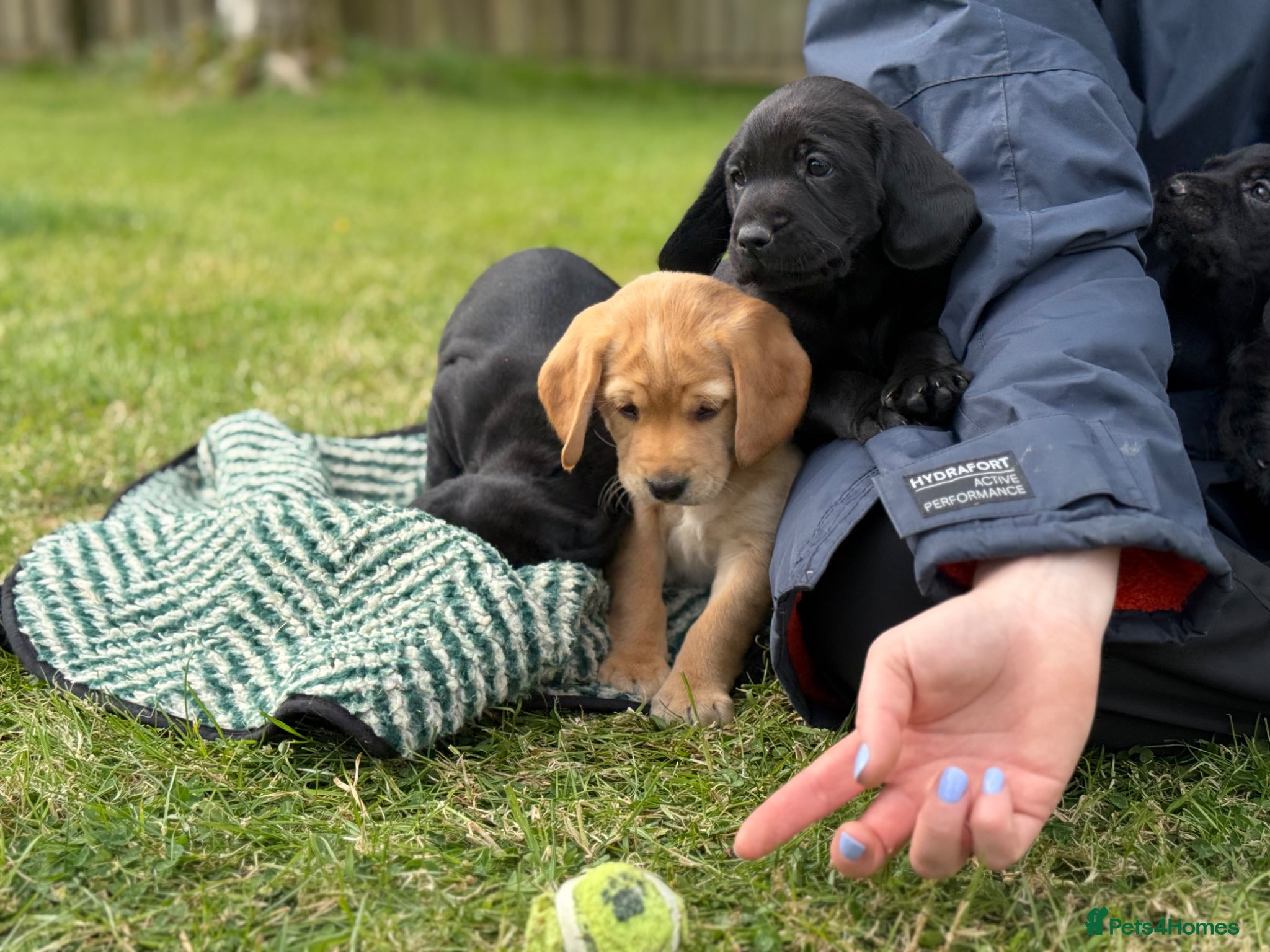 Springador dogs for sale: Spaniel x Labrador puppies  - Advert 22