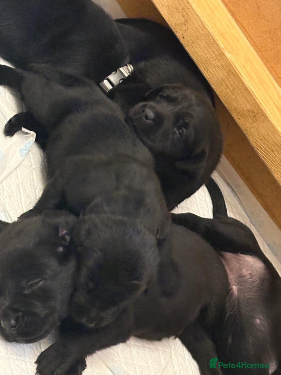Labrador Retriever dogs for sale: 10 black Labrador puppies  - Image 4