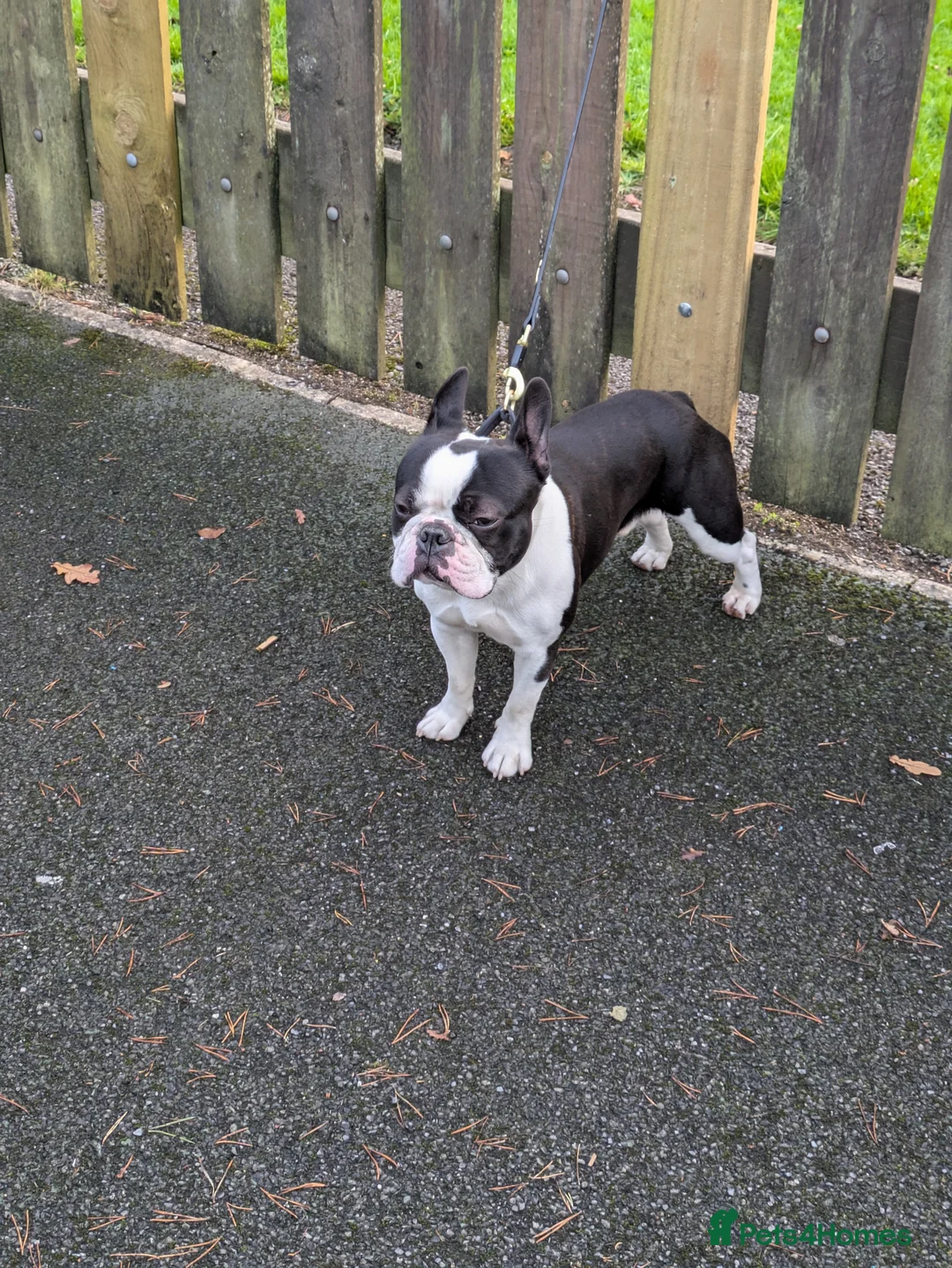 Boston Terrier dogs for stud: Boston terrier for stud - Advert 5