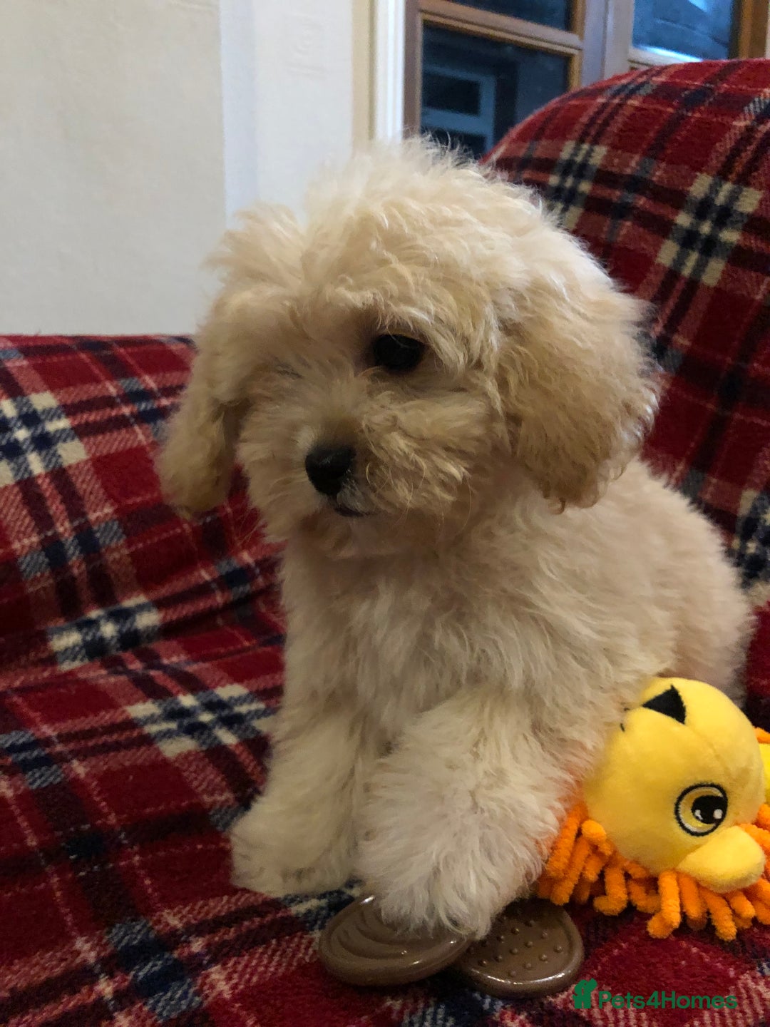 Shihpoo dogs for sale: shihpoo puppies for sale  - Advert 3