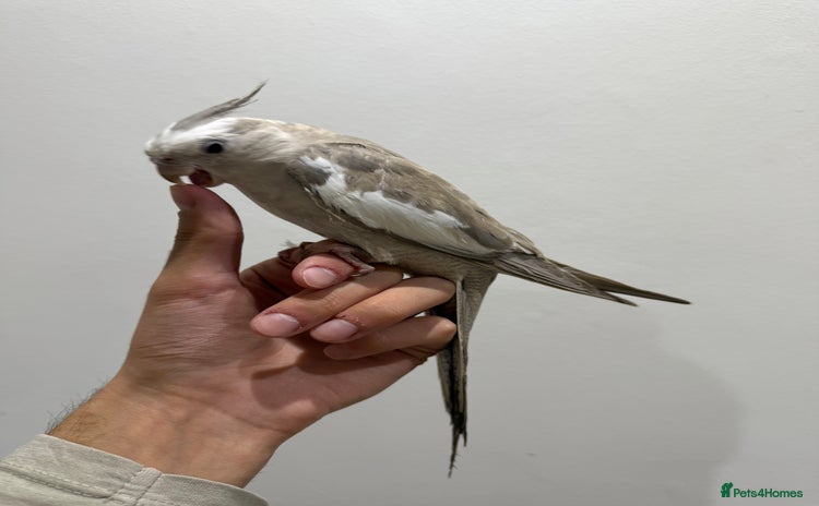 Cockatiels birds - Advert 4