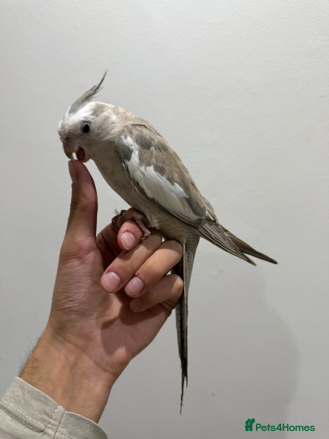 Cockatiels birds for sale: Variety of beautiful tamed cockatiels chicks - Advert 2