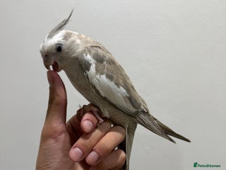 Cockatiels birds - Advert 32