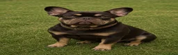 French Bulldog dogs for sale: gorgeous French Bulldog puppies!  in Manchester - Advert 1