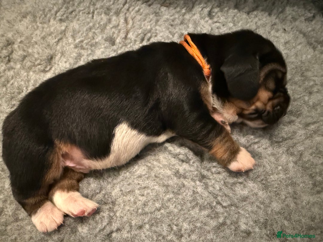 Basset Hound dogs for sale: Beautiful Basset Hound Puppies - Image 6