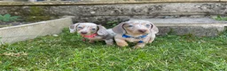 Miniature Dachshund dogs for sale: Miniature dachshund boys and girls  - Advert 8