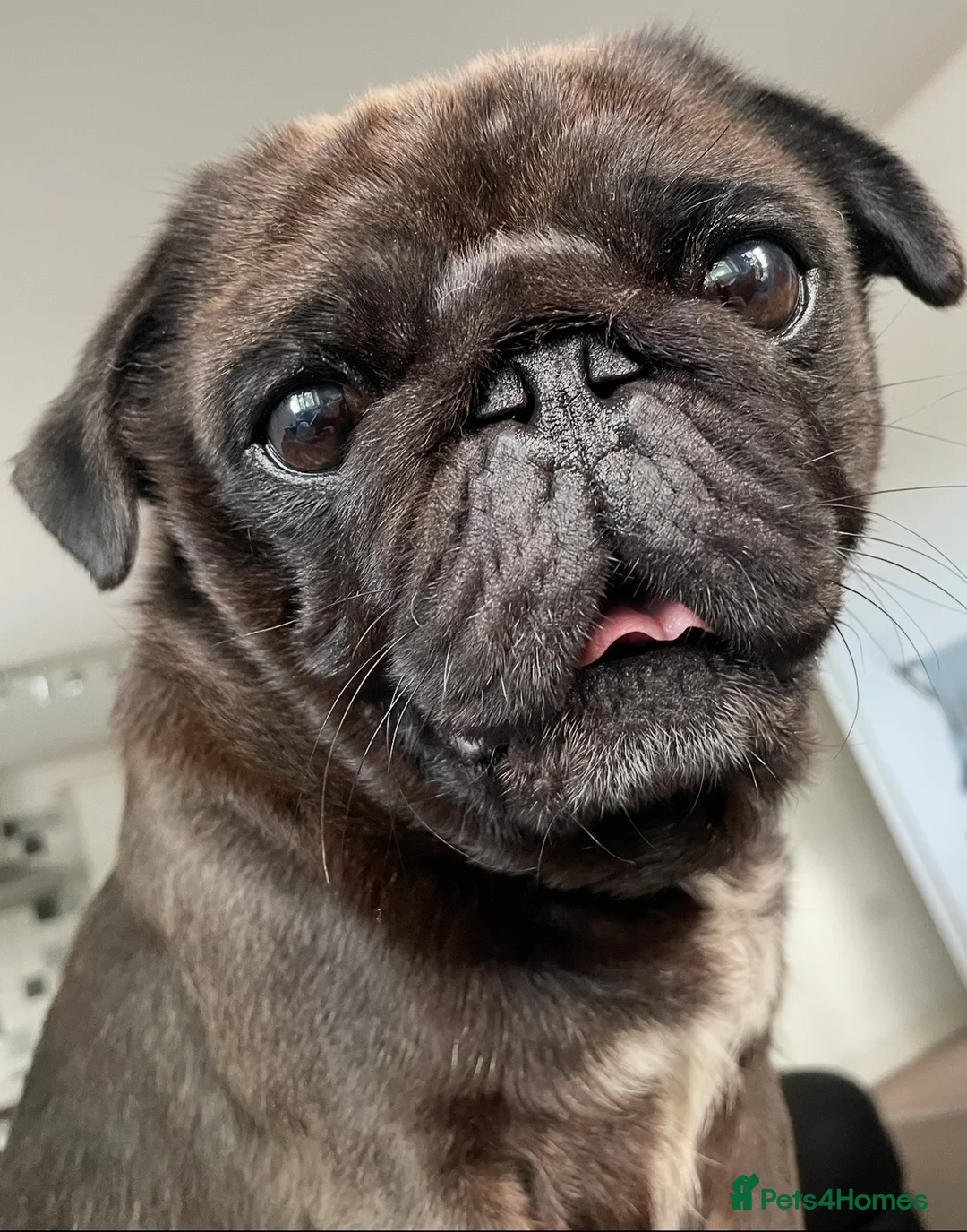 Pug dogs for stud: Beautiful KC Platinum Pug Stud - Advert 6
