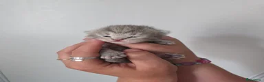 Mixed Breed Kitten 2
