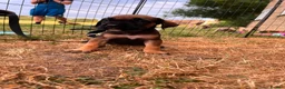 Presa Canario dogs for sale: Presa Canario Puppies Availale  - Advert 12