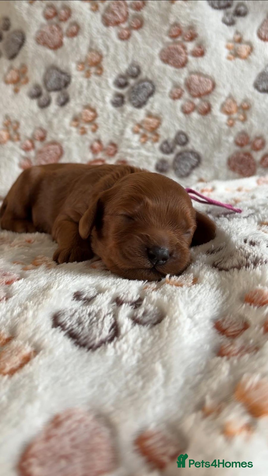 Mixed Breed dogs for sale: Adorable Cavapoochon x Cavapoo Puppies  - Image 6