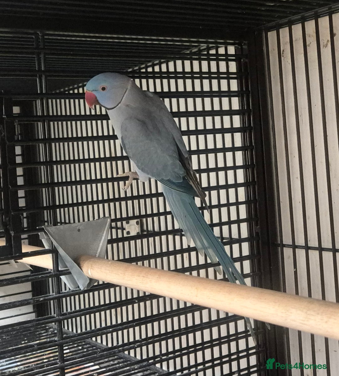 Parakeets birds for sale: Finches canarys doves parakeet  - Advert 13