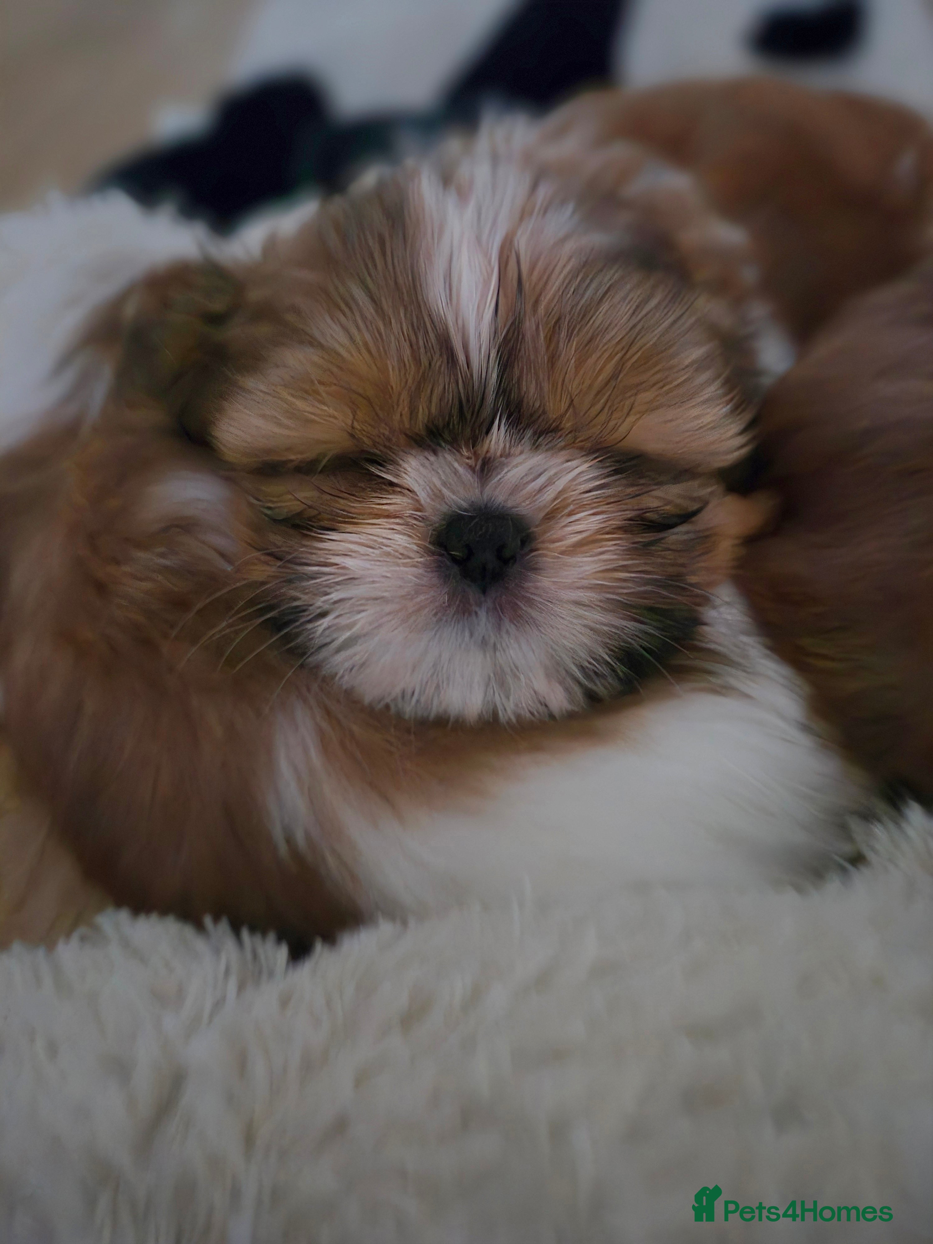 Shih Tzu dogs KC Registered Shih Tzu Puppies - Home Raised - Advert 1