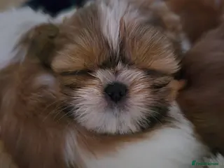 Shih Tzu dogs KC Registered Shih Tzu Puppies - Home Raised - Advert 1