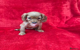 Cocker Spaniel dogs for sale: Working cocker spaniel puppies - Only 3x pups left - Image 20